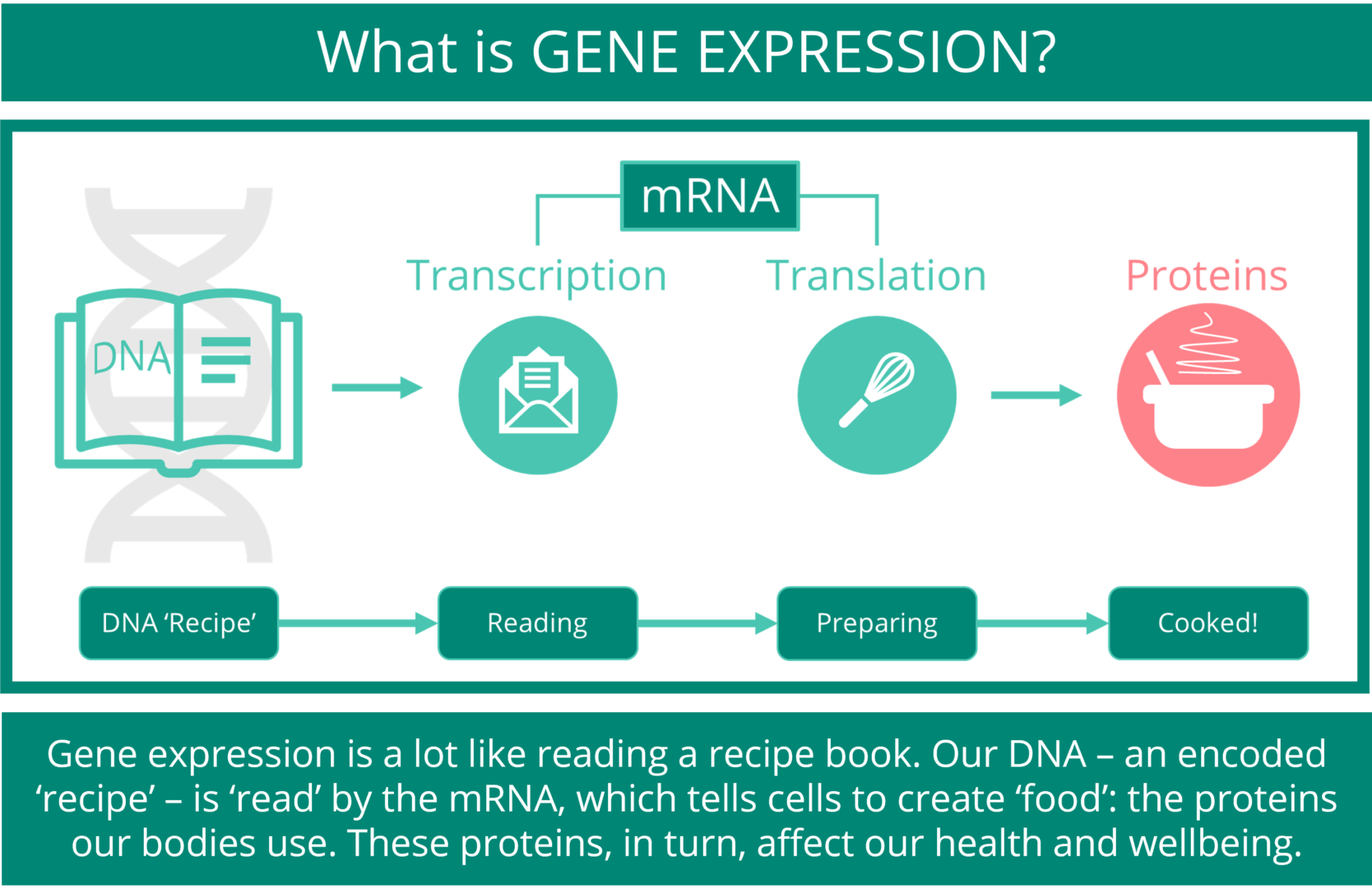 Infographic describing gene expression being like reading a recipe book